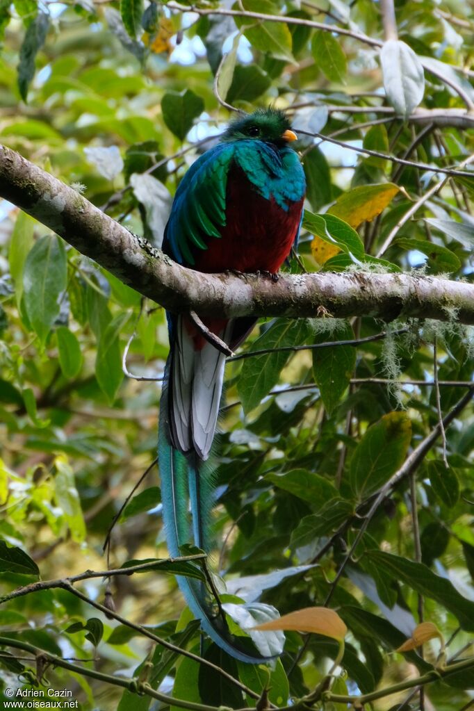 Quetzal resplendissant mâle adulte, identification