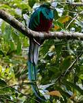 Quetzal resplendissant