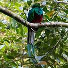 Quetzal resplendissant
