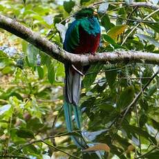 Quetzal resplendissant