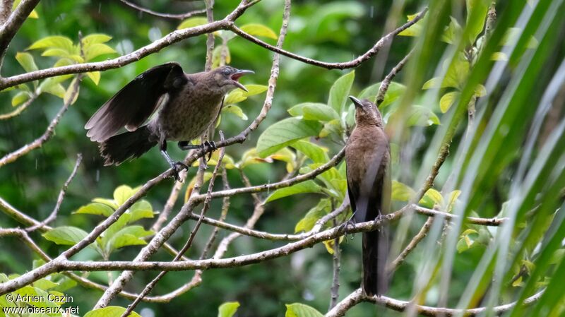 Great-tailed Grackleadult, courting display