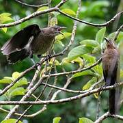 Great-tailed Grackle