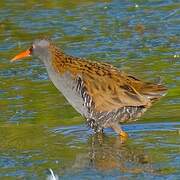 Water Rail
