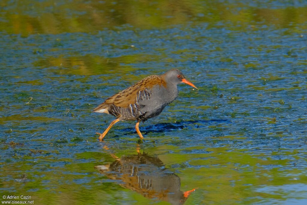 Water Railadult