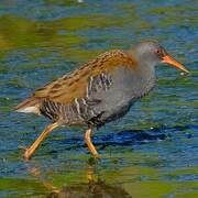 Water Rail