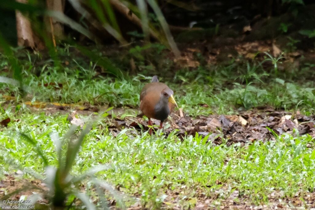 Grey-cowled Wood Rail