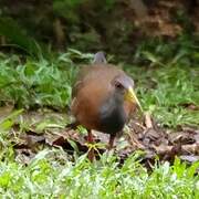 Grey-cowled Wood Rail