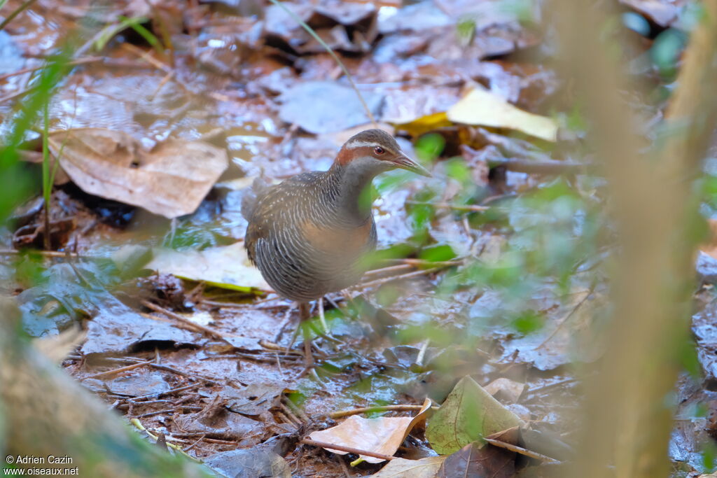 Buff-banded Railadult