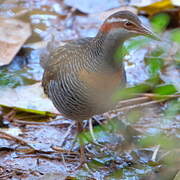 Buff-banded Rail