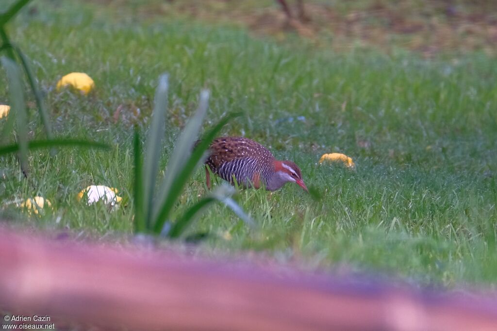 Buff-banded Railadult