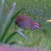 Buff-banded Rail