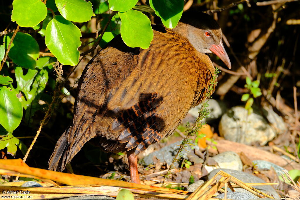 Râle wékaadulte, identification