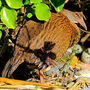 Weka