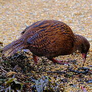 Weka