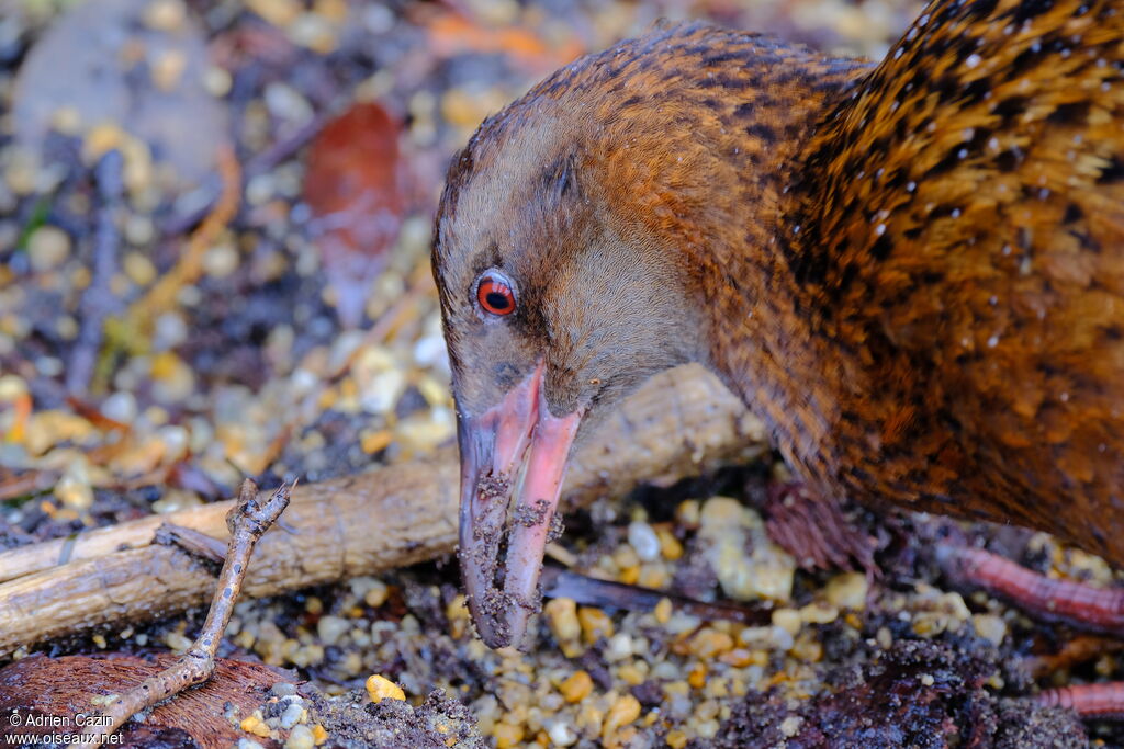 Wekaadult, close-up portrait, eats