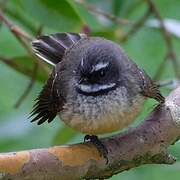 New Zealand Fantail