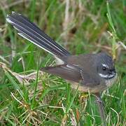 New Zealand Fantail