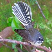 New Zealand Fantail