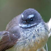 New Zealand Fantail