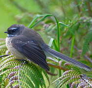 New Zealand Fantail