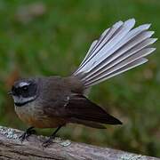 New Zealand Fantail