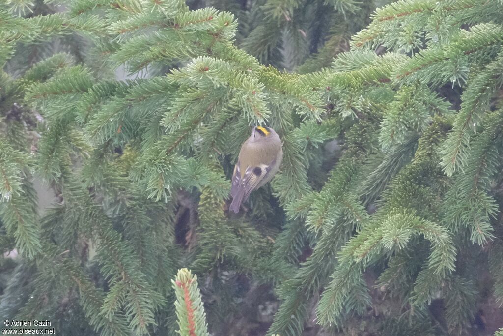 Goldcrest