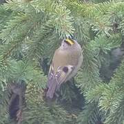 Goldcrest