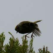 Goldcrest