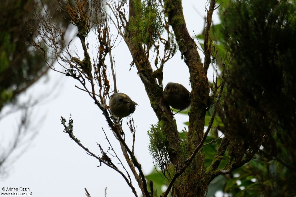 Goldcrest