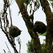 Goldcrest