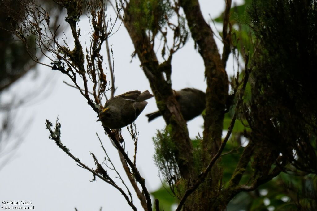 Goldcrest