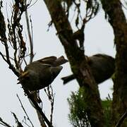 Goldcrest