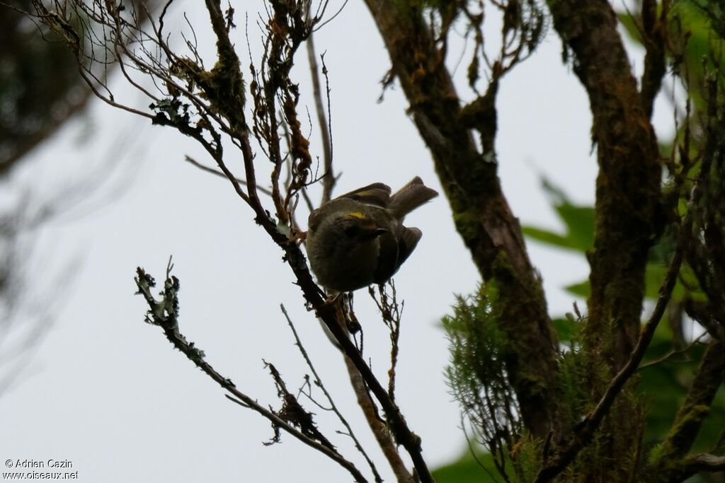 Goldcrest