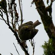 Goldcrest