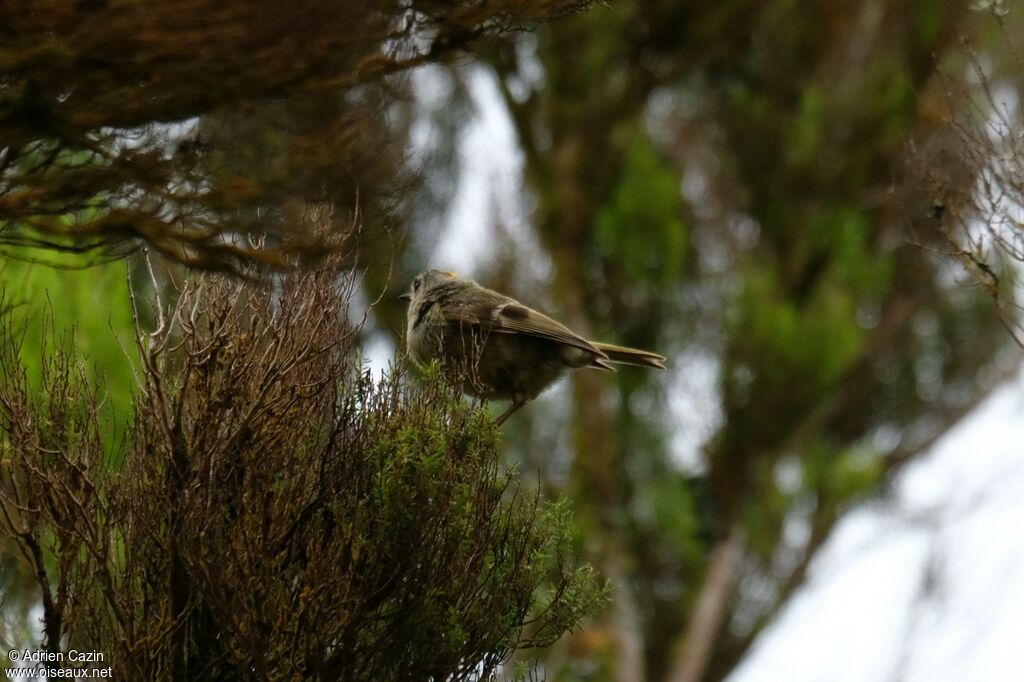 Goldcrest