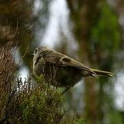 Goldcrest