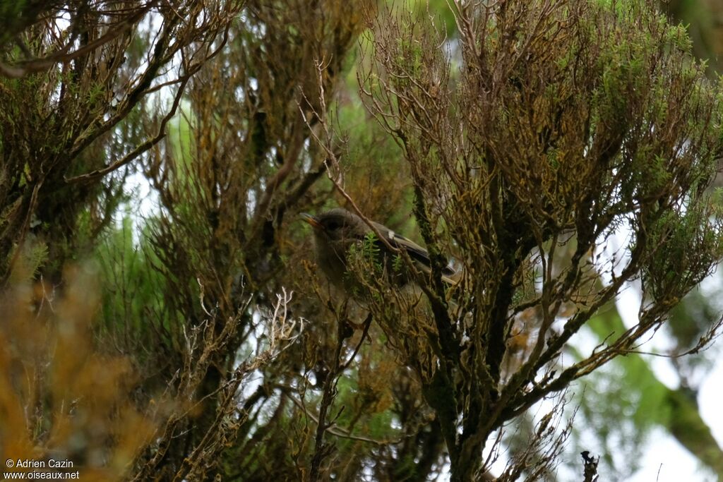 Roitelet huppéjuvénile, identification