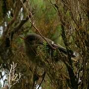 Goldcrest