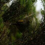 Goldcrest