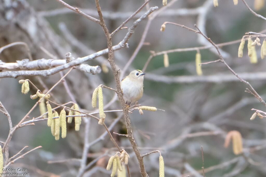 Goldcrest