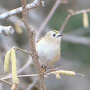 Goldcrest