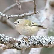 Goldcrest