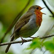 European Robin