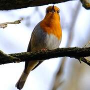European Robin