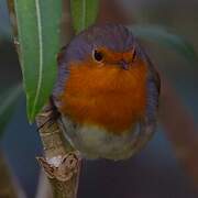 European Robin