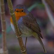 European Robin
