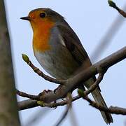 European Robin