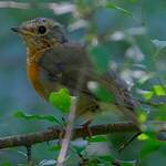 Rougegorge familier