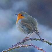 European Robin