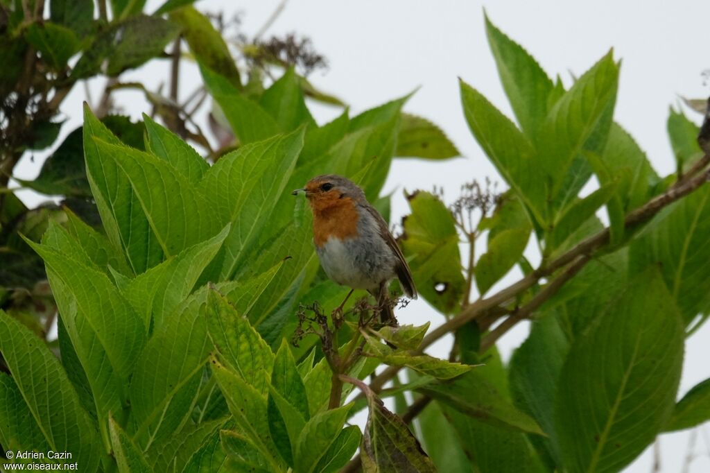 European Robin, eats